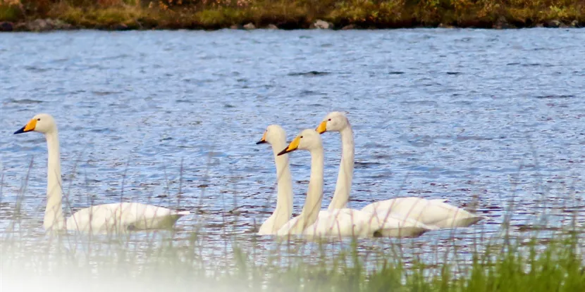 Odder erhverv: oplev dynamikken i byens blomstrende forretningslandskab